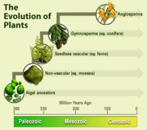 Plant-evolution.png