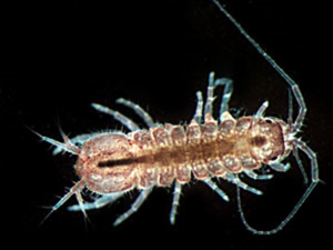 Isopods - Arctic Bioscan Wiki