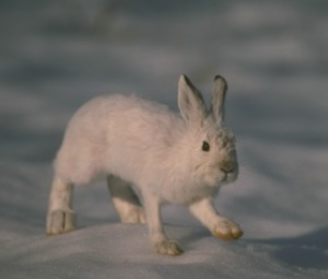 Arctic Hares - Arctic Bioscan Wiki