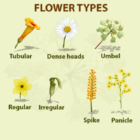 Flower-types2.png