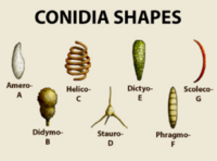 Conidia.png