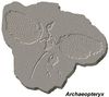 Archaeopteryx fossils.jpg