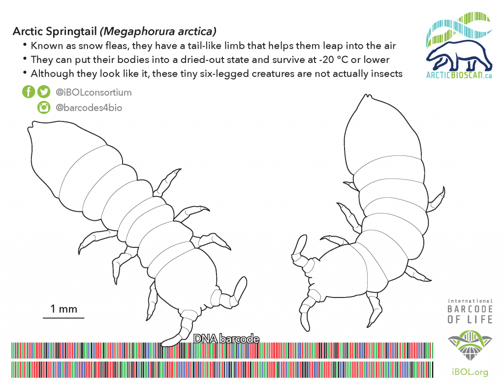 Colouring page of 2 Arctic Springtails